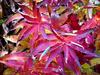 	Fall Color 4 - Glacier National Park