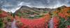 	Swiftcurrent Pass Trail Fall Color Red - Glacier National Park