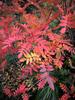 	Fall Color 6 - Glacier National Park