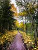 	Swiftcurrent Pass Trail Fall Color Yellow Aspen - Glacier National Park