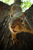 	Squirrel Hanging Closeup 2