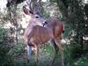 	Mule Deer Eating an Apple - Yosemite