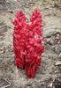 	Snow Flower - Yosemite