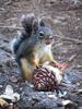 	Chickaree Stripping a Pine Cone - John Muir Trail