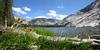 	Flowers at Merced Lake - Yosemite