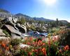 	Indian Paintbrush Wildflowers Along Rush Creek