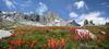 	Garnet Lake Wildflowers Under Banner Peak - Sierra