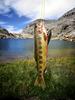 	Trout Catch at Lower Palisade Lake - John Muir Trail